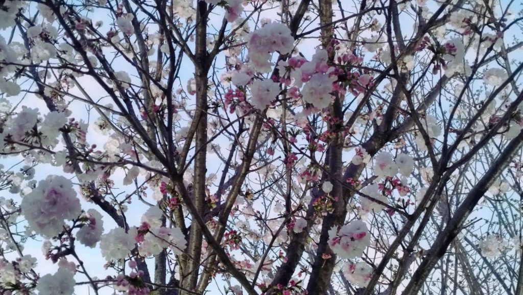 桜アップ
